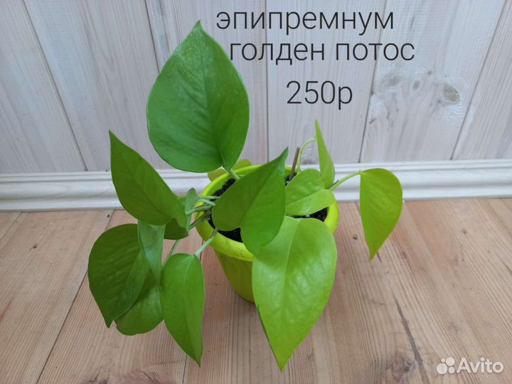 Сингониум, эпипремнум