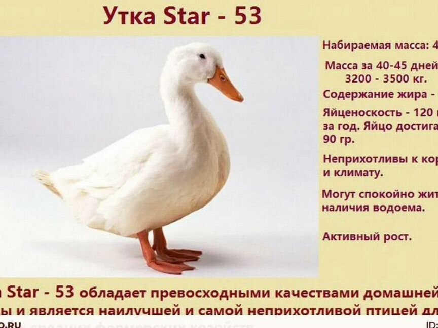 Утиное гусиное яйцо