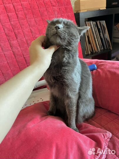 Молодая красавица кошка