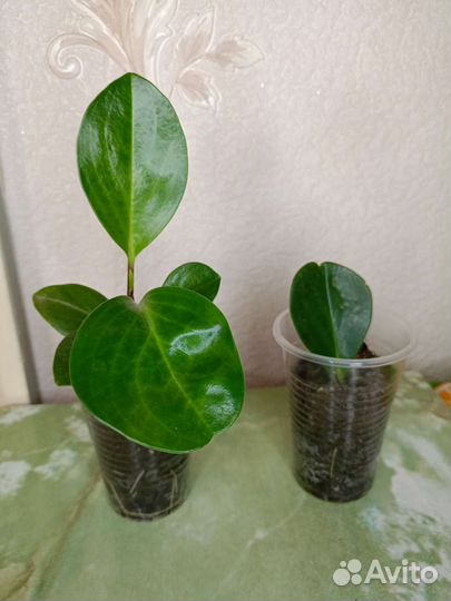 Комнатные растения