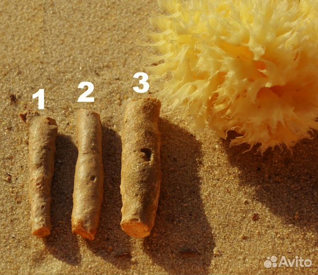 Окаменелые мшанки, губки и кораллы (разные виды)