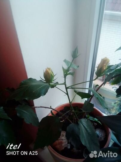 Гибискус желтый махровый