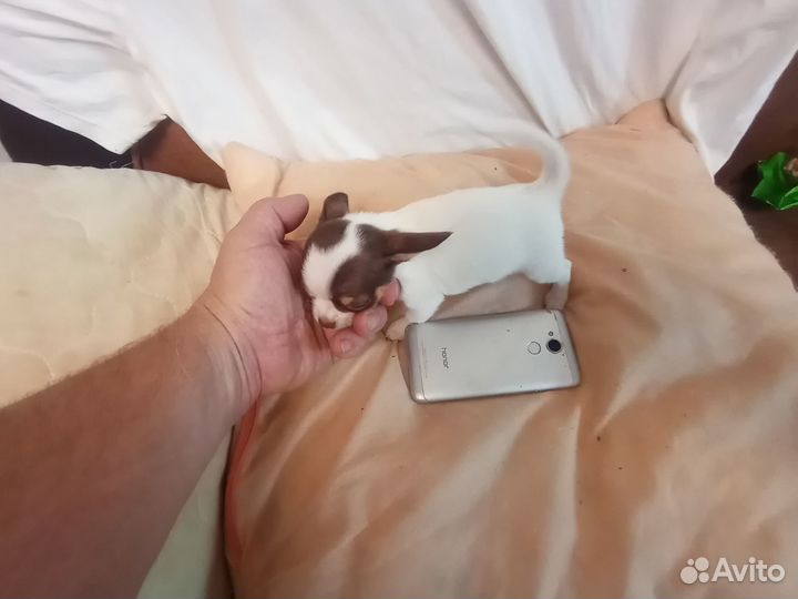 Щенки чихуахуа