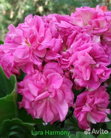 Пеларгонии сортовые