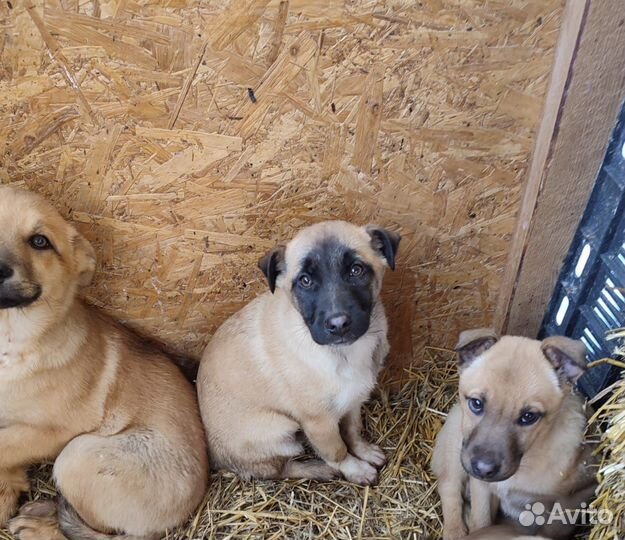 Щенки