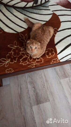 Котик рыжий вислоухий