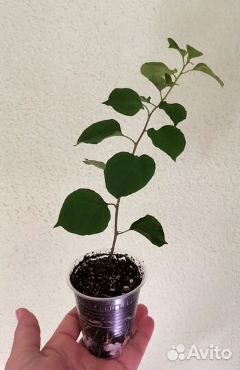 Бугенвиллия Mrs Alise