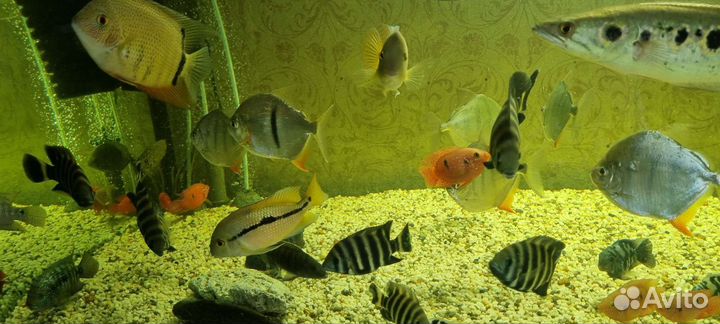 Аквариумные рыбки разных видов