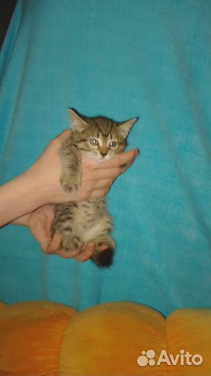 Кошка в дар бесплатно