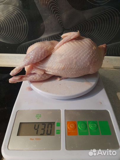 Инкубационное яйцо перепелов белый гигант