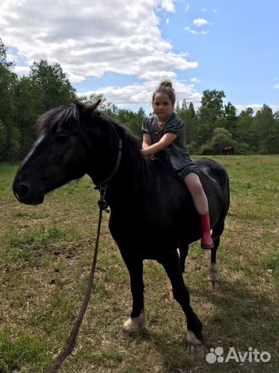 Жеребец рысак/тяж