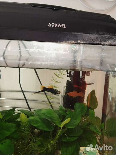 Аквариумные рыбки меченосцы и сомик присоска