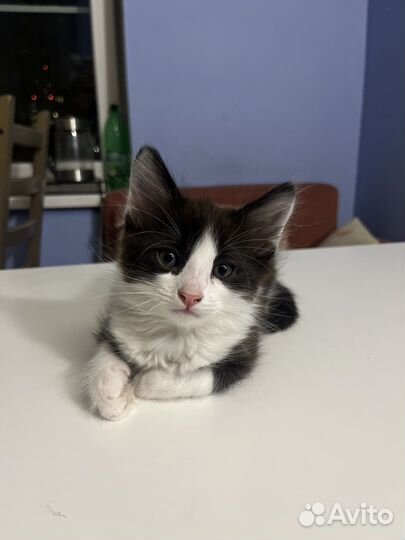 Котята в добрые руки, 2 месяца, приучены к лотку