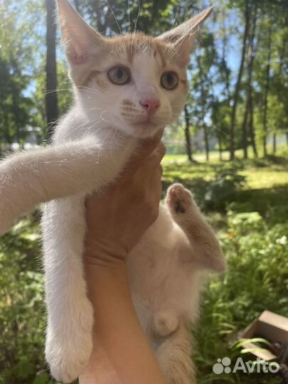 Найдены котята