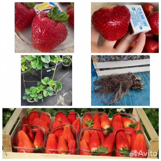 Знать бы раньше.Саженцы клубники. Какие выбирать