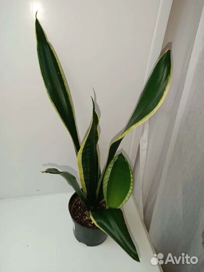 Сансевиерии разные