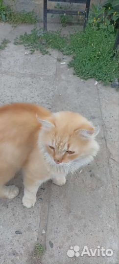 Котик ищет хозяина