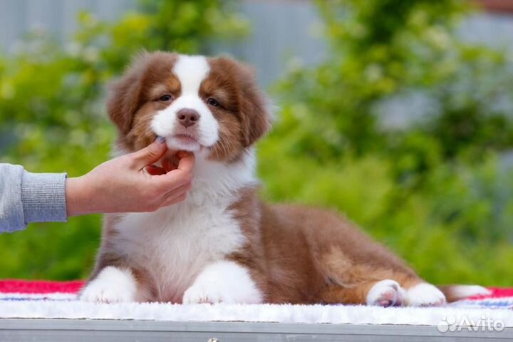 Австралийская овчарка