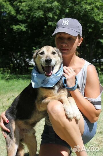 Сэм собака - ласка