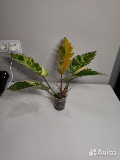 Филодендрон карамель марбл