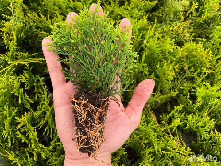 Черенки туи из Беларуси в мультиплатах