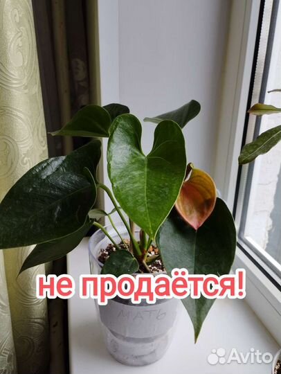 Антуриум розовый Джоли (комнатные 4)