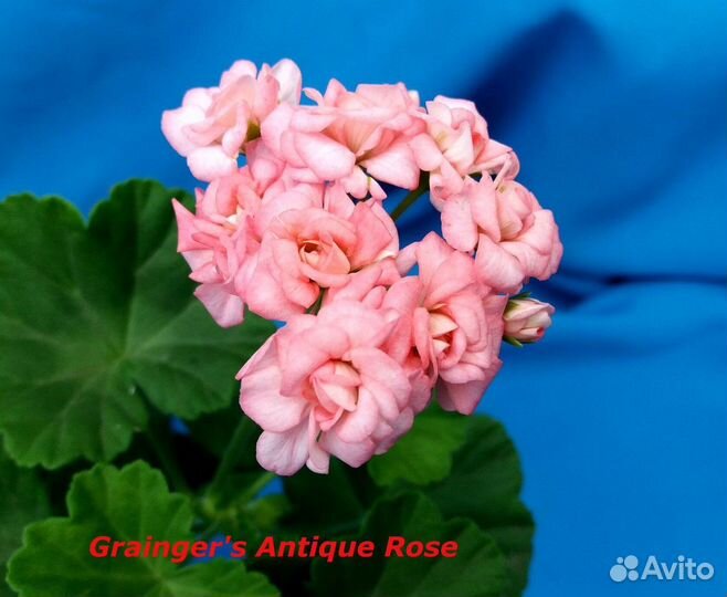 Сортовые пеларгонии