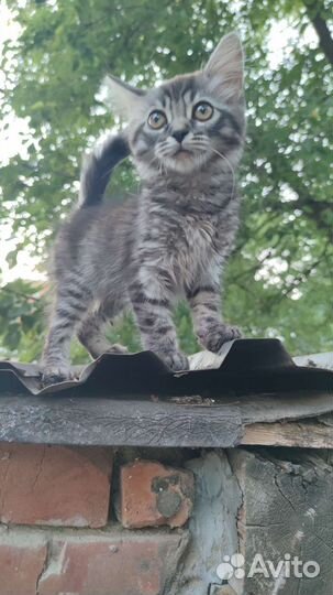 Кот