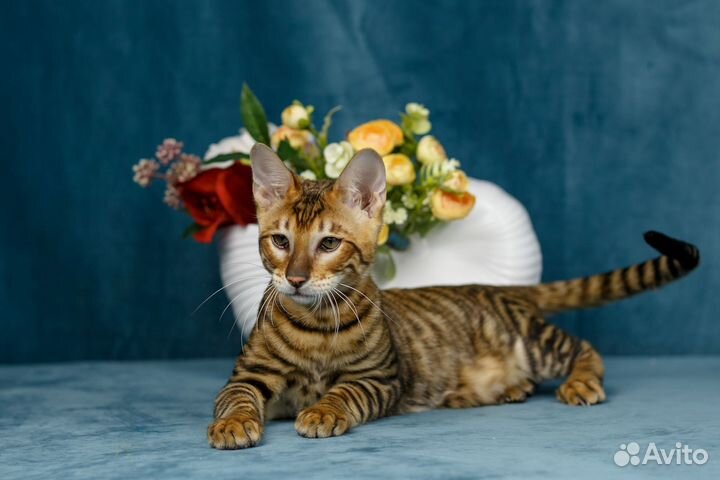 Котенок породы тойгер