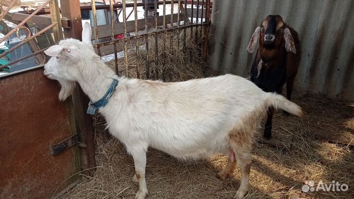 Зааненская коза