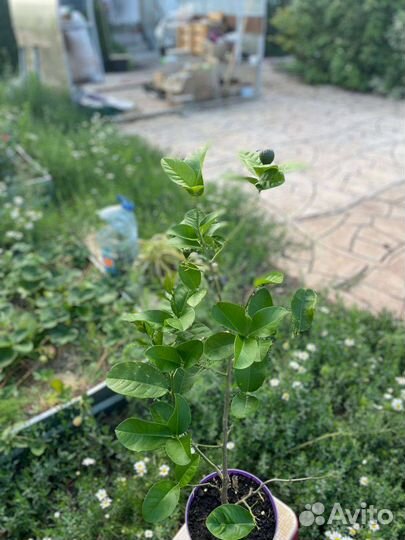 Лимон Павловский, Пандероза, Новозеландский,Мейр