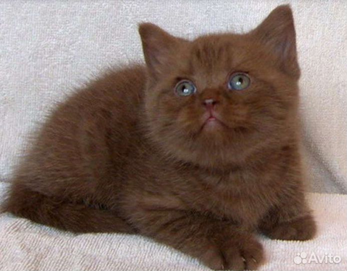 Британская кошка шоколадная