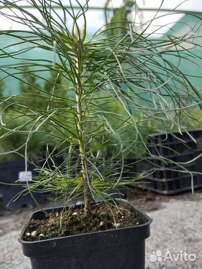 Саженцы сосны обыкновенной (Pinus sylvéstris)