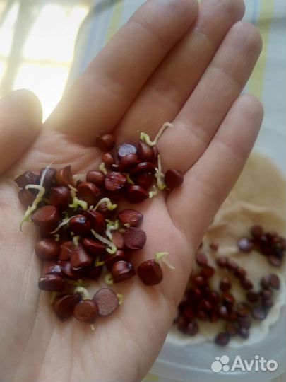 Семена Ирис жёлтый болотный