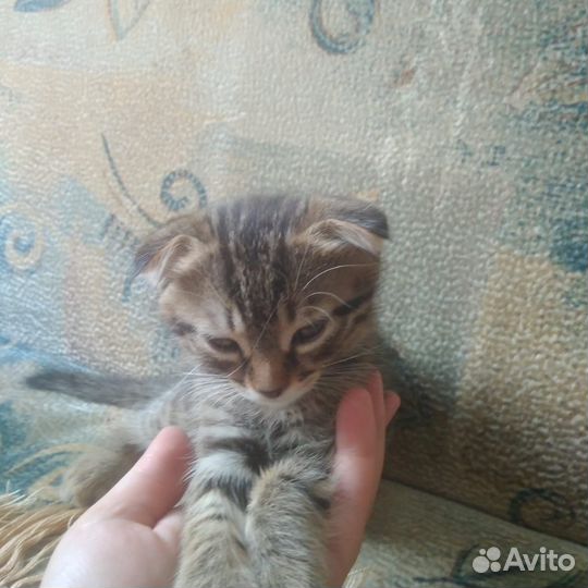 Шотландский котик