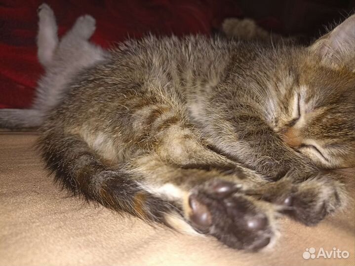 Кошки в добрые руки