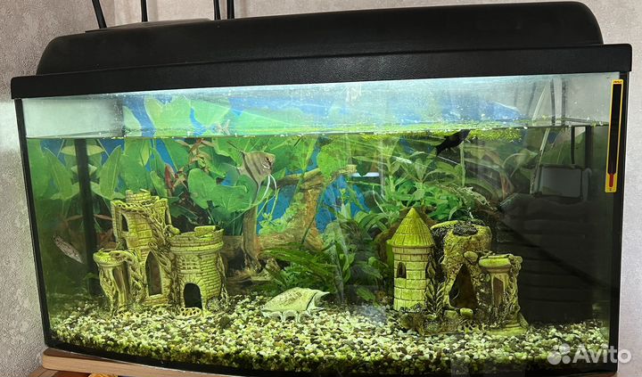 Аквариум