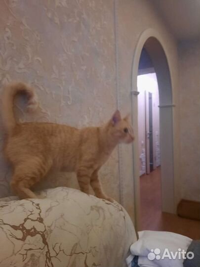 Кошка в дар бесплатно