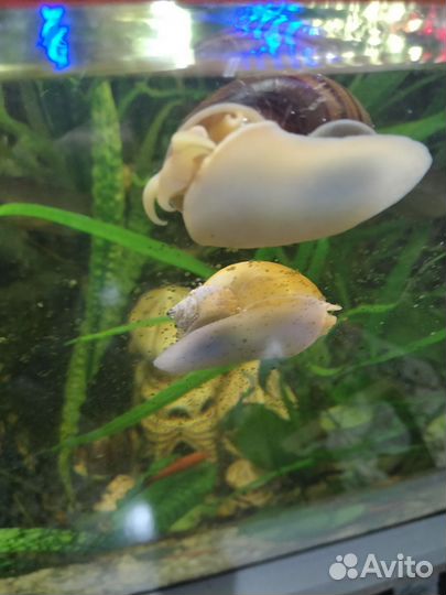 Улитки ампулярии