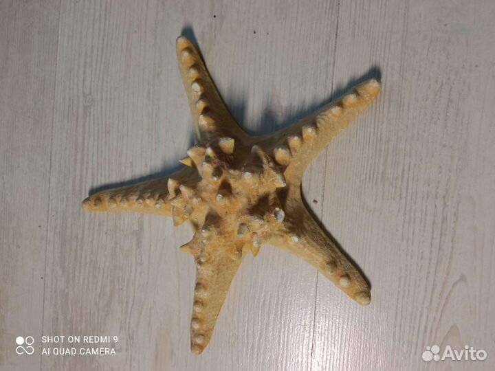 Морская звезда