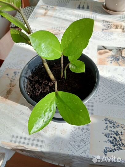 Замиокулькас