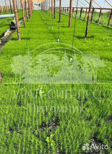 Сеянцы Лиственницы Сибирской с зкс