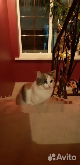 Кошка Лиза 1 год