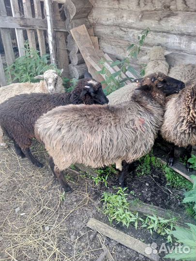 Овцы бараны ягнята