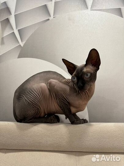 Канадский сфинкс