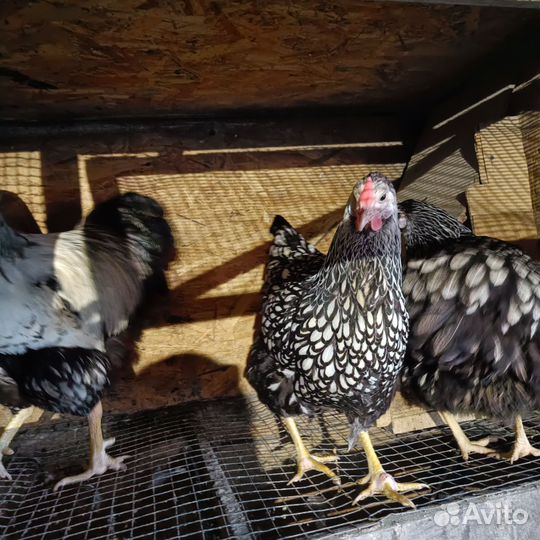 Инкубационное яйцо виандот,амераукан, лакеданзи