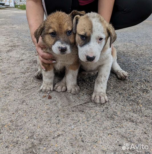 Собака в добрые руки отдам бесплатно