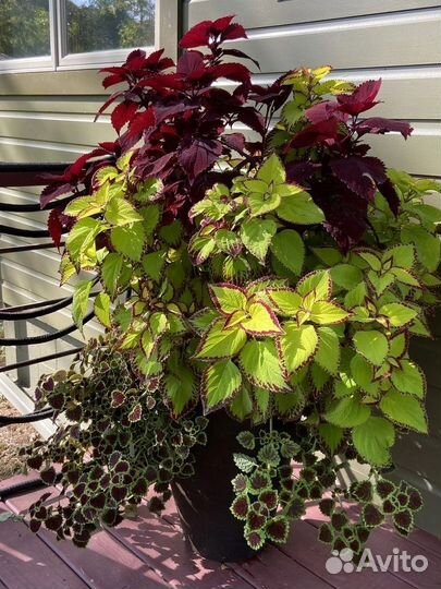 Колеусы разных расцветок