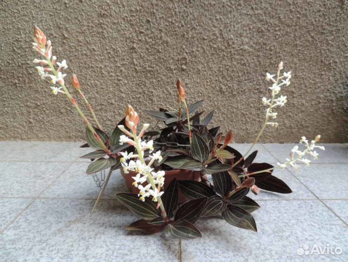 Лудизия драгоценная