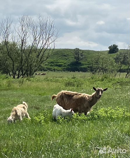 Козлята 3 месячные